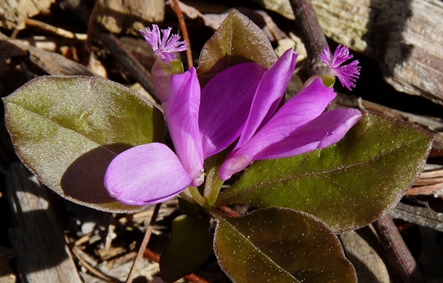 {Polygaloides paucifolia}